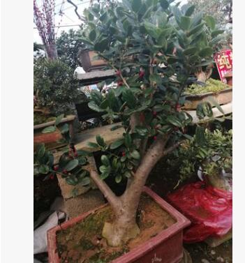 基地直銷無刺枸骨綠化木四季常青庭院種植規(guī)格齊全枸骨