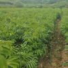 大量15-25cm大規(guī)格無患子苗木