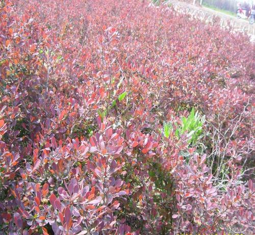 紅葉小檗