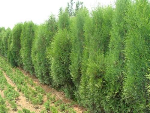【側(cè)柏】龍柏 檜柏 側(cè)柏 市政園林 工程綠化 配貨批發(fā) 規(guī)格齊全