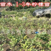 【樹友苗木】2年檸檬嫁接移栽苗 量大優惠尤力克檸檬苗嫁接檸檬苗