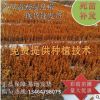 大小葉黃楊 綠植盆景造型 黃楊球 綠景觀綠化工程 四季常青綠化苗