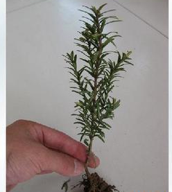 供應綠化苗木-紅豆杉小苗 -盆景