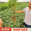陽光玫瑰葡萄樹苗 巨峰美人指葡萄苗 品種多大粒高產葡萄樹苗