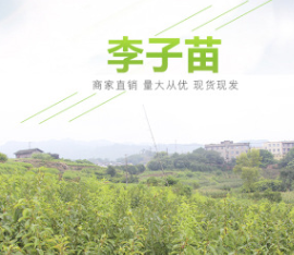 脆紅李 蜂糖李 青脆李 李子苗2019年新產(chǎn)品樹苗
