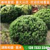 現(xiàn)貨供應(yīng)龍柏球龍柏苗園林綠化叢生龍柏行道點綴美化龍柏球多規(guī)格