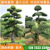 苗圃直供造型榆樹造型榔榆園林綠化藝術(shù)榆樹樹樁四季常青金葉榆樹