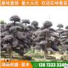 現(xiàn)貨供應(yīng)紅繼木樁景別墅綠化造型紅花繼木樹行道園林庭蔭紅桎木樹