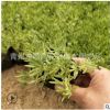 鐵指甲地被植物綠葉佛甲草屋頂綠化植被 樓頂綠化佛指草青葉基地