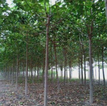 6公分泡桐價格13元一棵 山東基地批發(fā)