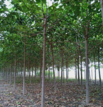 6公分泡桐價格13元一棵 山東基地批發(fā)