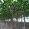 6公分泡桐價(jià)格13元一棵 山東基地批發(fā)