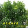 供應龍爪槐 湖南優(yōu)質(zhì)龍爪槐 垂槐樹 規(guī)格齊全 綠化苗木基地直銷
