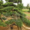 基地直銷 榆樹苗 綠化工程苗木 榆樹樹苗批發 樹形優美 質優價廉
