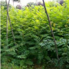 陜西火炬供應(yīng)_火炬樹報價_火炬樹基地