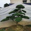 造型羅漢松