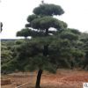 基地供應(yīng)工程園林景觀造型黑松 規(guī)格多樣庭院可栽造型黑松批發(fā)