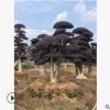 批發(fā)8-10公分紅花繼木樁、庭院景觀綠化樹造型紅花繼木樁