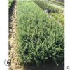 供應(yīng)金邊六月雪苗 六月雪小苗園林綠化工程苗木批發(fā)廠家