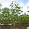 基地供應(yīng)綠化喬木欒樹 黃山欒樹批發(fā) 行道林蔭防護樹 欒樹