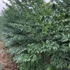 3公分苦楝大量供應