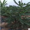 波姬紅無花果樹苗根系發達量大優惠無花果樹苗地栽優質無花果苗