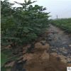 元寶楓樹苗量大優惠現挖現賣地栽元寶楓樹苗可南北方種植元寶楓樹