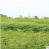 元寶楓樹苗現挖現賣易管理地栽元寶楓樹苗山東基地直銷元寶楓樹