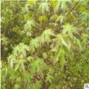元寶楓樹苗直銷 大量供應羊奶粉樹苗 山東元寶楓樹苗批發