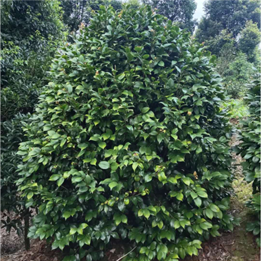 茶花樹