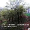 大量供應雀舌羅漢松樹 小葉羅漢松小苗 景觀苗木多規格羅漢松