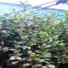 批發工程綠化耐冬茶花樹 庭院園林各種規格茶花球 現挖現賣價格優