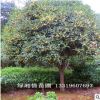 供應桂花樹 批發11公分-15精品金桂月月桂 四季桂花苗