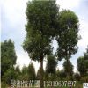 苗木基地供應早櫻樹 嫁接晚櫻樹 開花風景樹 大量批發綠化櫻花苗