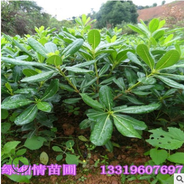 現(xiàn)貨批發(fā)海棠球 海桐苗 球形冠福滿 規(guī)格齊全 易成活