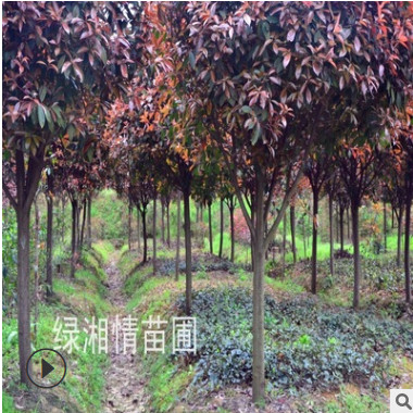 供應(yīng)紅葉石楠樹 庭院彩葉綠化苗木 紅羅賓紅葉石楠樹苗 紅葉石楠