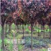 供應紅葉石楠樹 庭院彩葉綠化苗木 紅羅賓紅葉石楠樹苗 紅葉石楠
