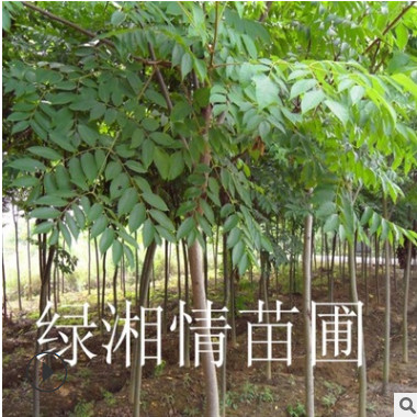 批發(fā)優(yōu)質(zhì)苗木桂花樹 耐寒苗木八月桂 丹桂庭院樹 金桂花期長