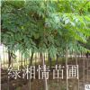 批發優質苗木桂花樹 耐寒苗木八月桂 丹桂庭院樹 金桂花期長