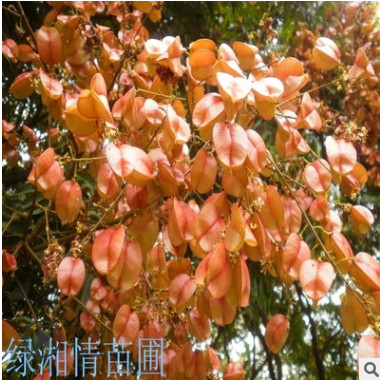 批發(fā)爆款桂花樹 12-20公分八月金桂丹桂四季桂 精品桂花樹型