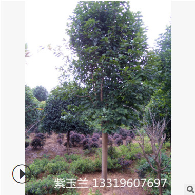 供應(yīng)落葉喬木紫玉蘭 花卉紫色 量大價優(yōu) 紫玉蘭樹苗 白玉蘭批發(fā)