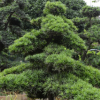 批發園林綠化工程苗木 造型羅漢松 羅漢松風景樹 常綠喬木