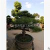 批發(fā)造型黑松 造型奇特 庭院種植黑松樹 黑松小苗價格