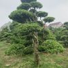各種規格造型黃楊樹