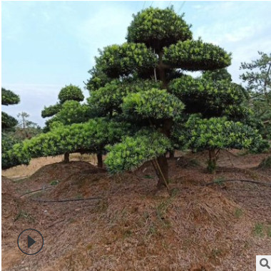 大量供應湖南羅漢松盆景產(chǎn)地直銷 價格實在 造型羅漢松美觀大方