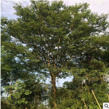 樸樹 單桿樸樹 叢生樸樹 湖南樸樹 量大價優(yōu) 自產(chǎn)自銷 綠化用苗