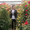 藤本花瓶 月季球 藤本月季 月季樹 紅花墻微量大從優(yōu)
