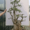批發對接白蠟盆景綠化景觀樹 對節白蠟盆栽 對節白蠟綠化苗木