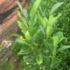 云南亭院藻類。球類。非洲茉莉球。景區設計。基地批發