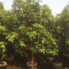 庭院叢生桂花。別墅用途。揭陽基地直銷。普寧批發。